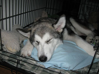 Abby at 4 months