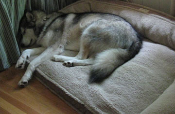 Abby on her new bed