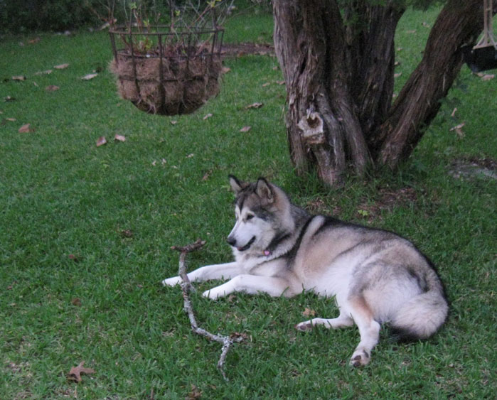 Abby with her stick