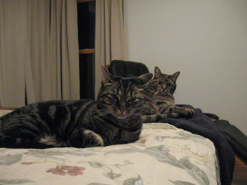 Mollie and Liz reclaim the bed