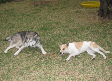 Sharing a stick