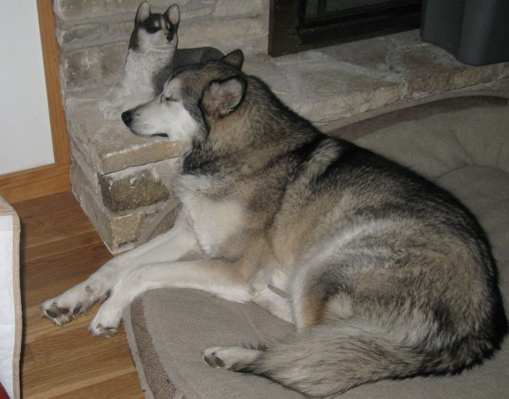 Abby at the fireplace